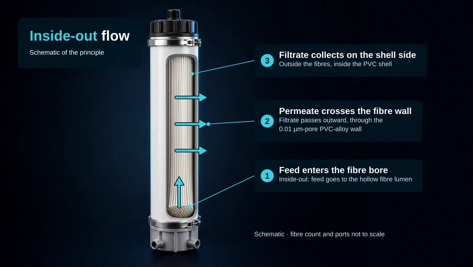 Schematic, generated: a tall white PVC hollow-fibre UF module with a black top cap and port, a grey lower cap with two side ports and steel clamps, the shell cut away to show a fibre bundle. A cyan arrow points up inside the fibre bundle near its base and three cyan arrows point outward across the fibre wall. Text: Inside-out flow, Schematic of the principle; 1 Feed enters the fibre bore, Inside-out: feed goes to the hollow fibre lumen; 2 Permeate crosses the fibre wall, Filtrate passes outward, through the 0.01 µm-pore PVC-alloy wall; 3 Filtrate collects on the shell side, Outside the fibres, inside the PVC shell; Schematic · fibre count and ports not to scale.